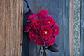 Black Caviar Rose Live Plant – Fragrant Repeat Blooming Rose