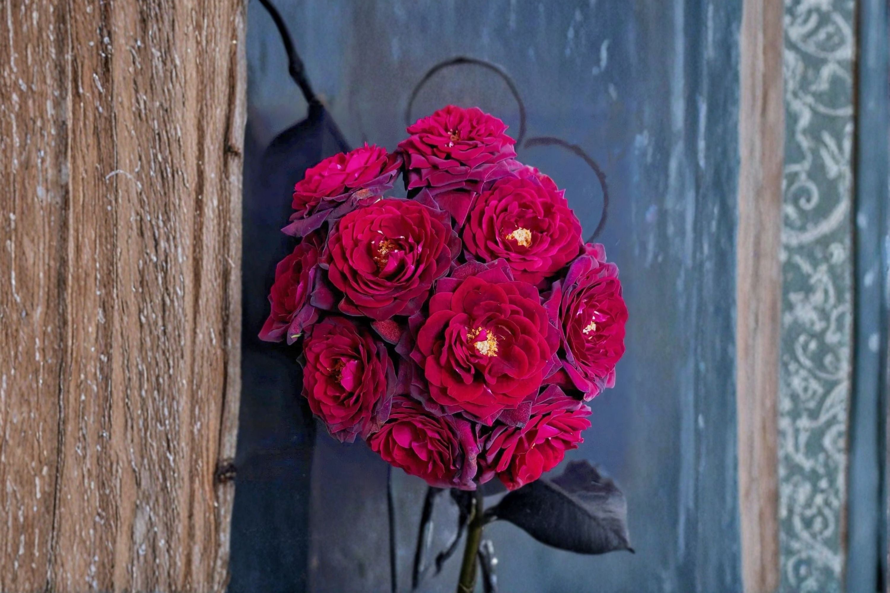 Black Caviar Rose Live Plant – Fragrant Repeat Blooming Rose