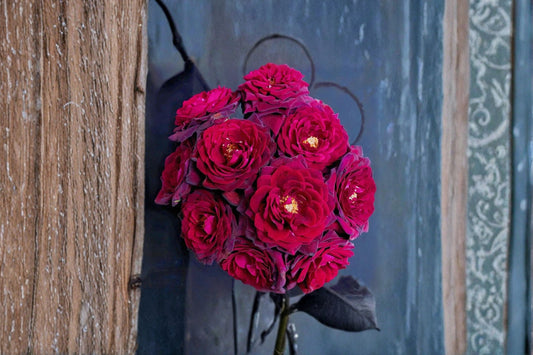 Black Caviar Rose Live Plant – Fragrant Repeat Blooming Rose