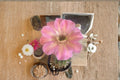 Hedgehog Cactus Tuffet Schick 1 Plant – Echinopsis spp.