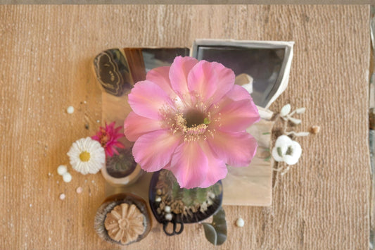 Hedgehog Cactus Tuffet Schick 1 Plant – Echinopsis spp.