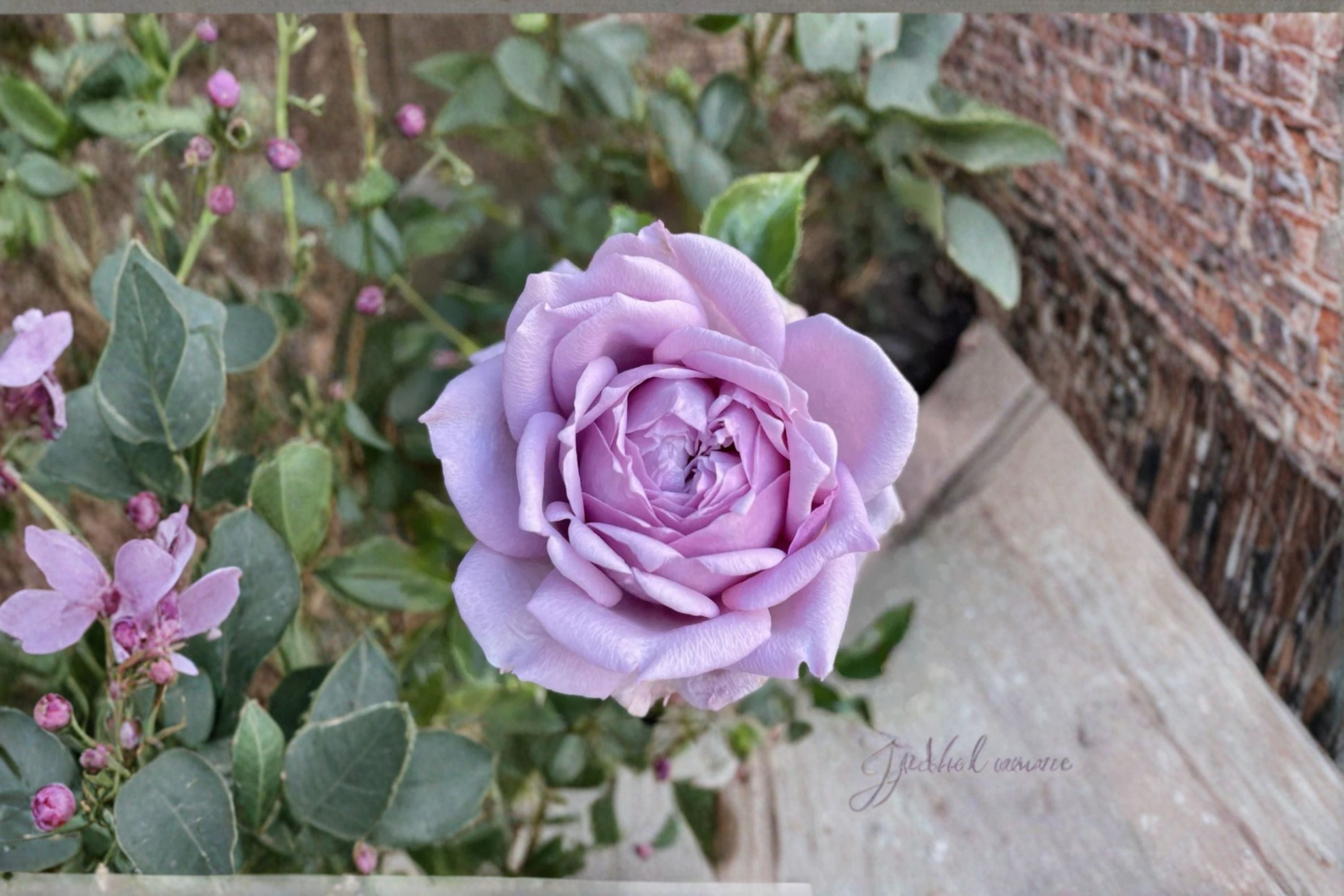 Kongmeng Rose Live Plant – Blue Chinese Repeat Blooming Rose