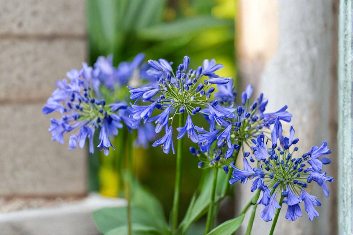 Blue African Agapanthus Live Plant | Blue Lily of the Nile | 6-8 Inch Starter | Blue Flowering Perennial | Garden Border Plant | No Pot