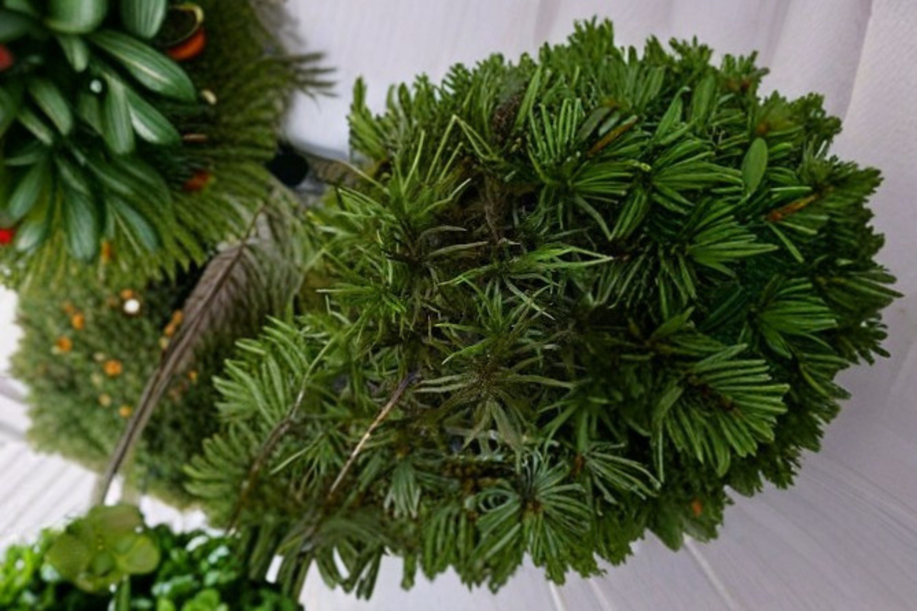 American Tree Moss 1 Plant – Climacium americanum