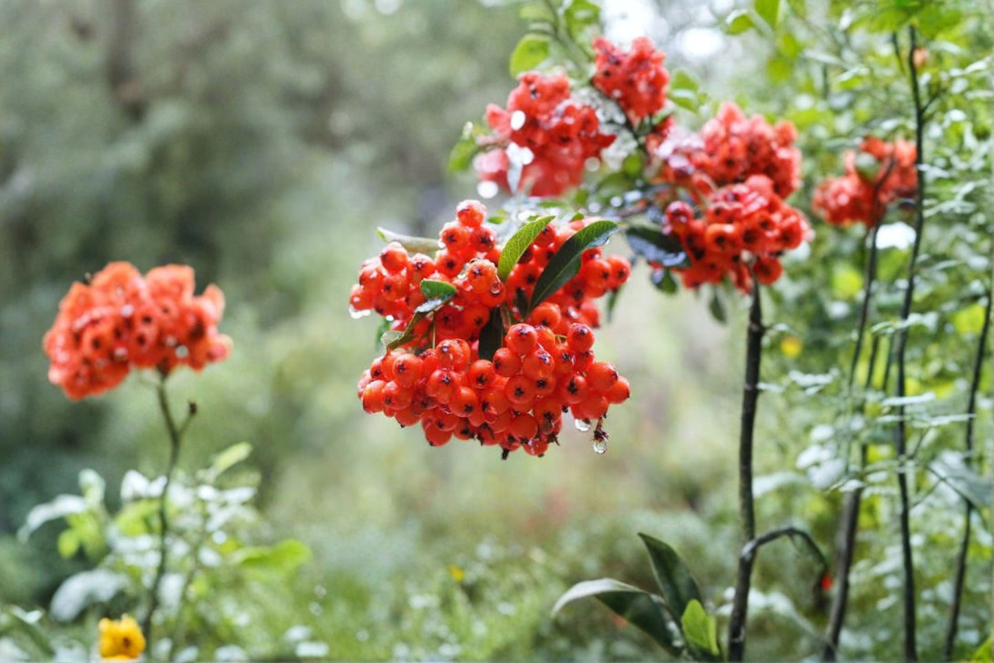 Scarlet Firethorn Live Plant – 8–10" Tall – Red Berries – Pyracantha coccinea