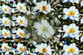 Babys Breath Seeds Gypsophila Elegans Covent Garden White Annual Flower Airy Blooms Cut Flower Garden Plant 100 Seeds