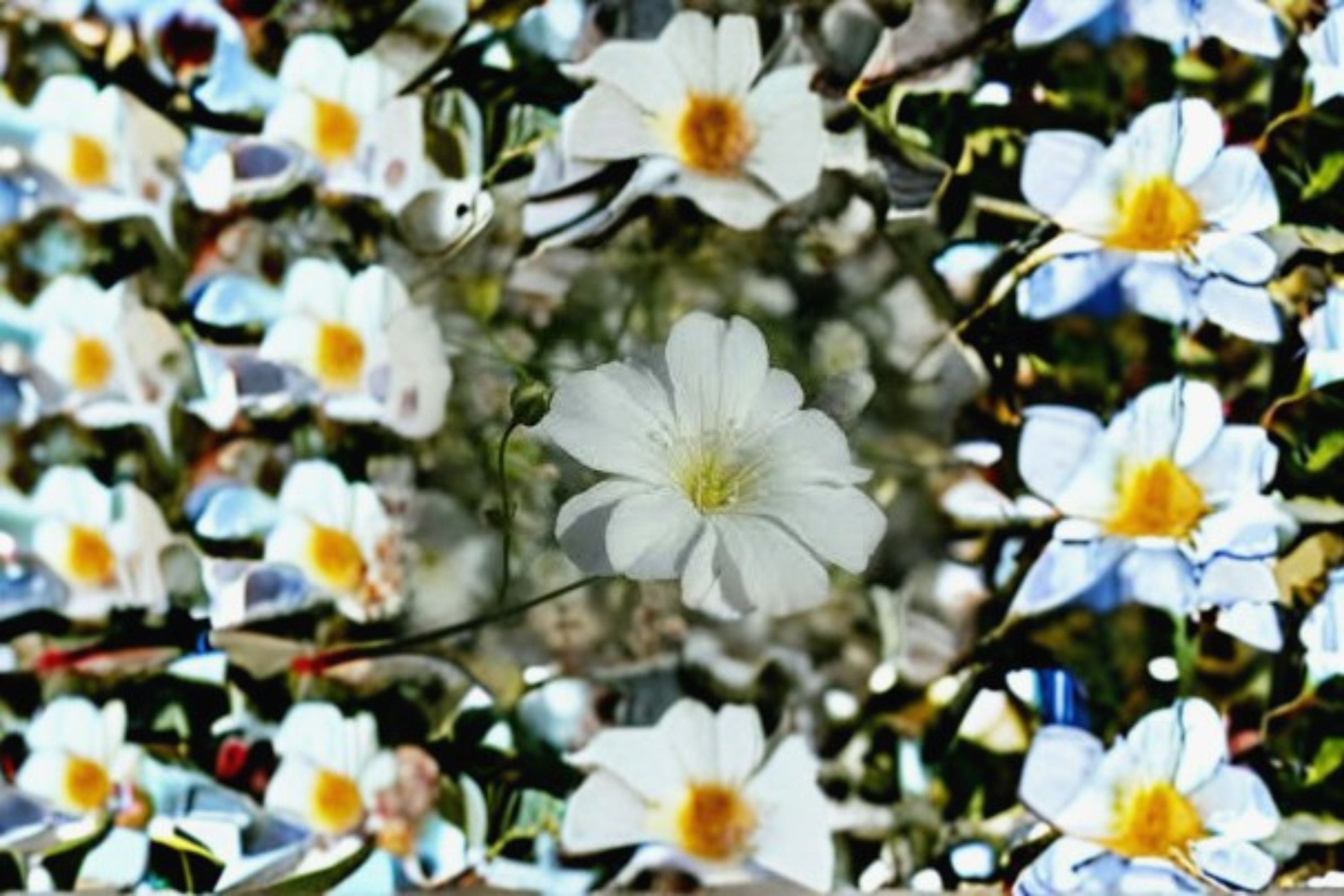 Babys Breath Seeds Gypsophila Elegans Covent Garden White Annual Flower Airy Blooms Cut Flower Garden Plant 100 Seeds
