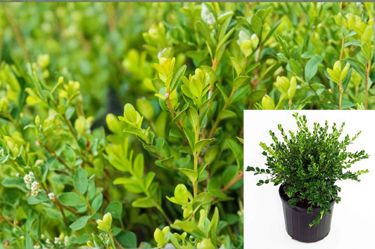 Winter Gem Boxwood 1 Plant – Buxus microphylla var. japonica ‘Winter Gem’