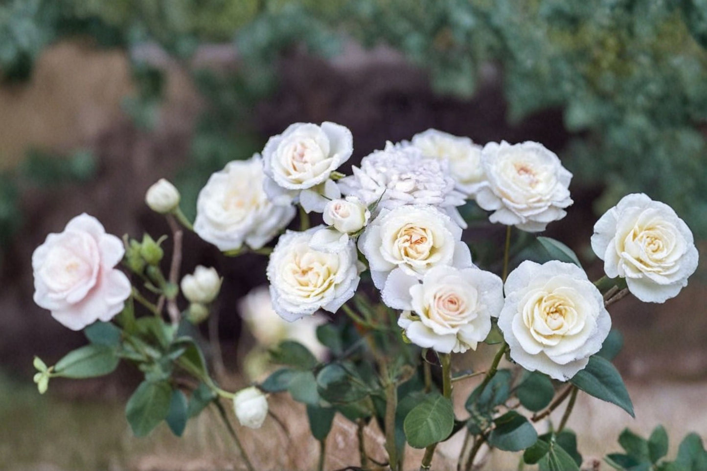 White Drift® Groundcover Rose Live Plant – 1 Quart Pot – Low Maintenance – Rosa 'White Drift'