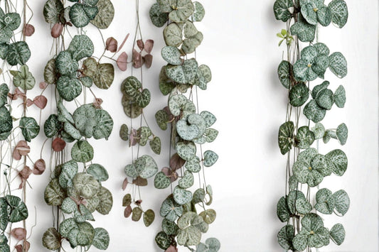 String of Hearts Live Plant – 6" Pot – Ceropegia woodii Succulent Vine