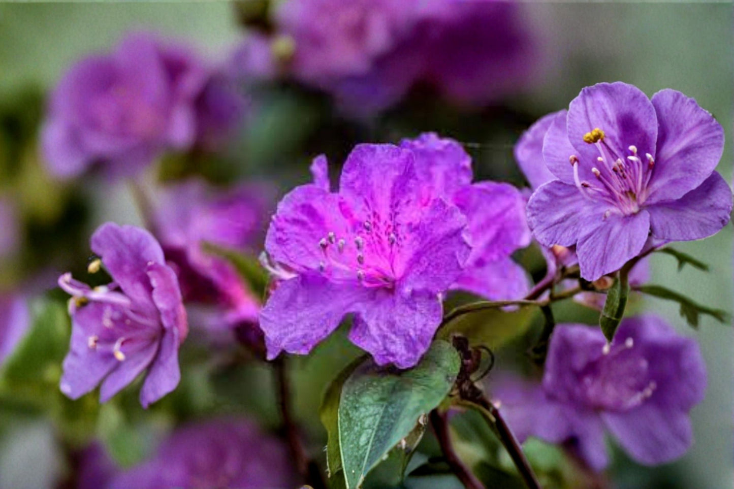 Purple Azalea Live Plant – 10" Tall in 4" Pot – Flowering Azalea Shrub