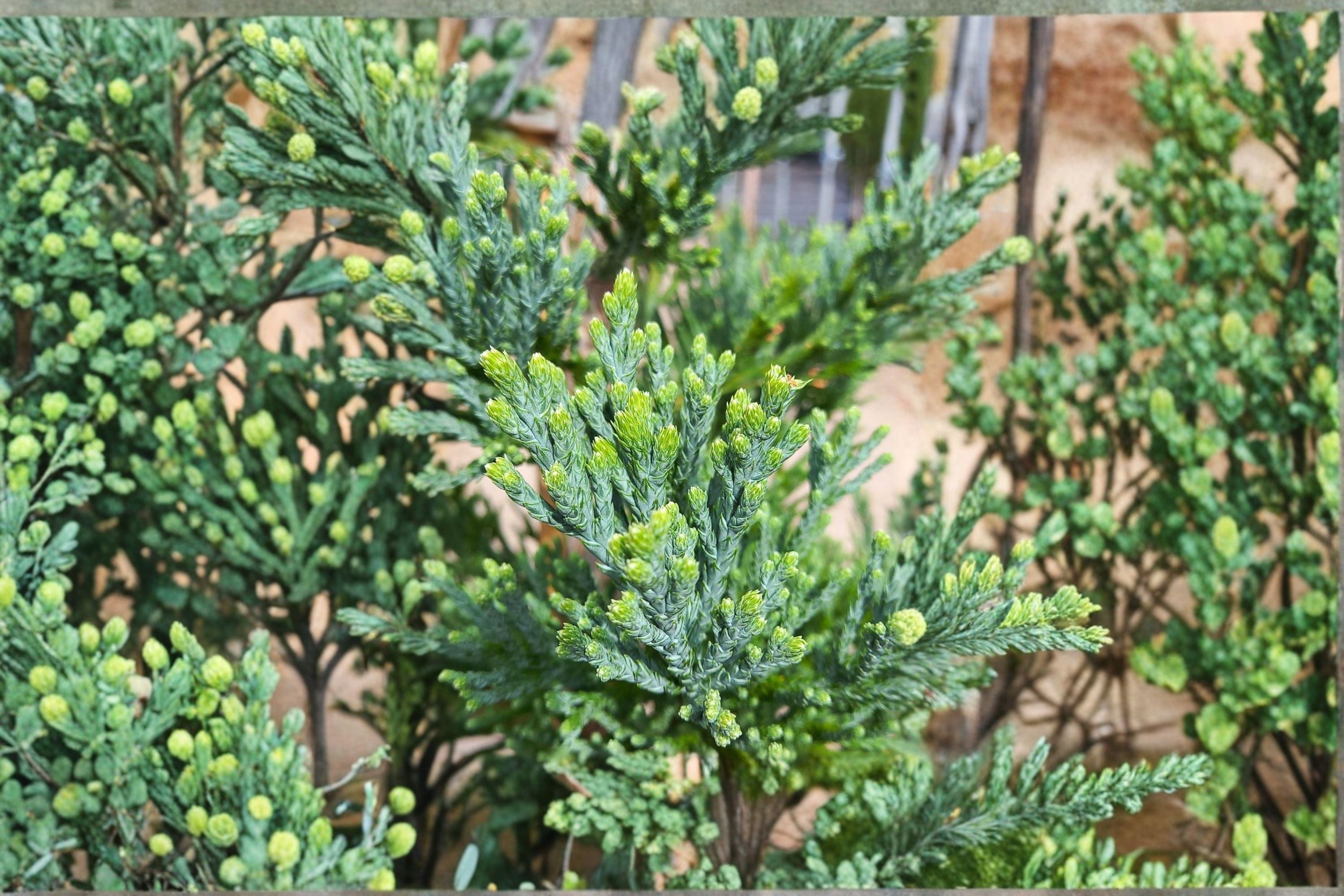 Giant Sequoia 1 Plant – Sequoiadendron giganteum