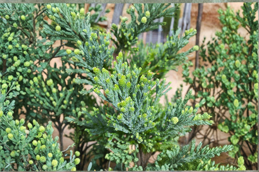 Giant Sequoia 1 Plant – Sequoiadendron giganteum
