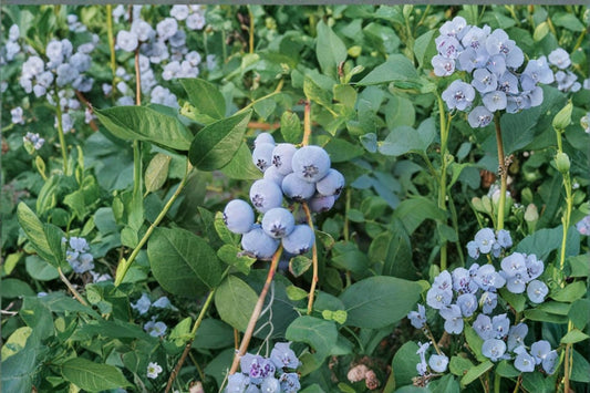Biloxi Blueberry Live Plants – 2 Plants – 4–6" Tall – No Pot – Vaccinium