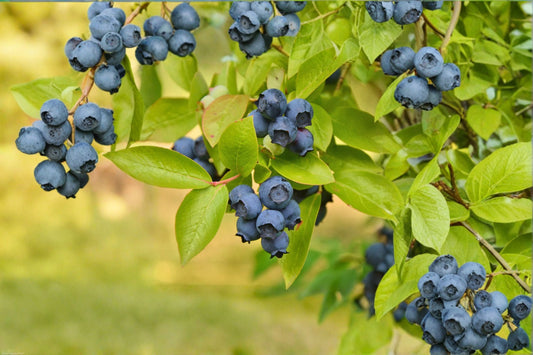 Biloxi Blueberry 3 Live Plants – 4–6 Inches Tall, No Pot – Southern Highbush