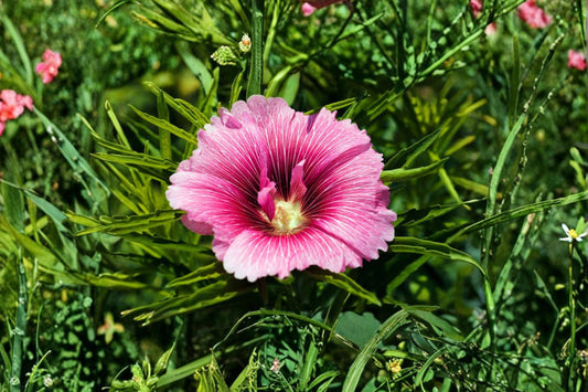 Rose Mallow Live Plant (20+ Inches) – Hibiscus moscheutos