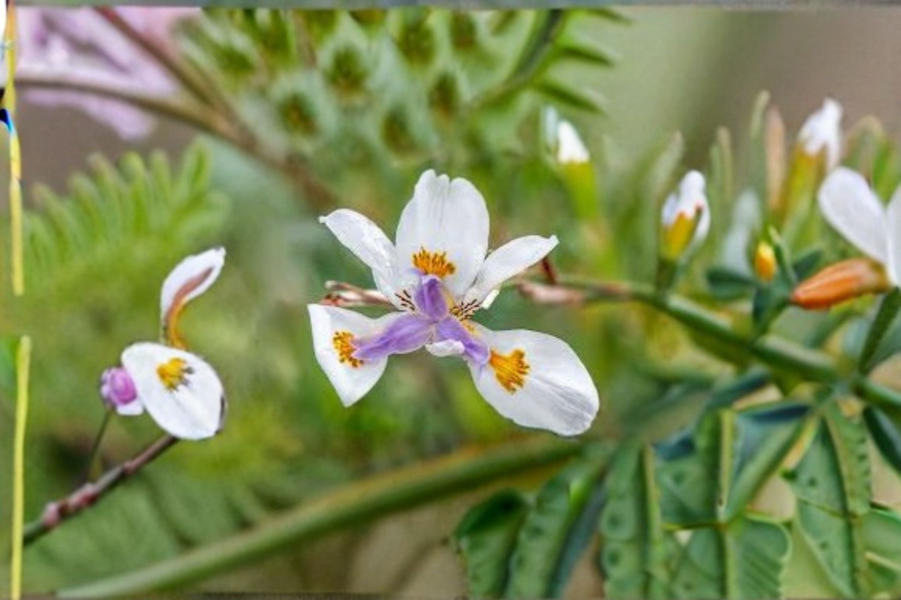 African Iris Live Plant – White Flowering Evergreen Perennial