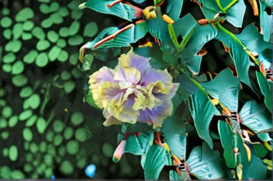 Hibiscus 'Gator Magic' Live Starter Plant – Cajun Color Tropical Hibiscus – Hibiscus rosa-sinensis
