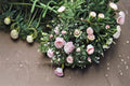 Pink Climbing Rose 1 Cutting – Rosa