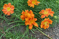 Kwanso Daylily Live Plant – Double Orange Hemerocallis
