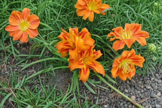 Kwanso Daylily Live Plant – Double Orange Hemerocallis