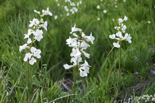 Foxglove Beardtongue 10-Pack Starter Plug Seedlings – Penstemon di