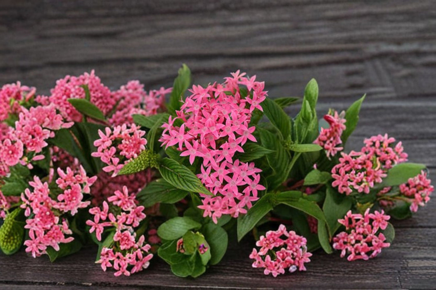 2 Pink Profusion Pentas Live Plants – 4–6" Tall – Rooted Starter Plants – Pentas lanceolata
