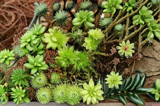 Rose Moss 1 Plant – Rhodobryum ontariense
