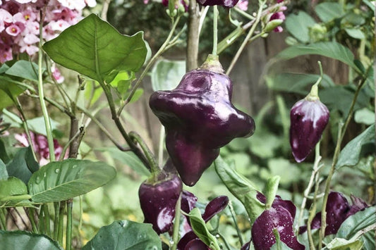 3 Purple UFO Hot Chili Pepper Live Plants – 75+ Days Old – Capsicum annuum