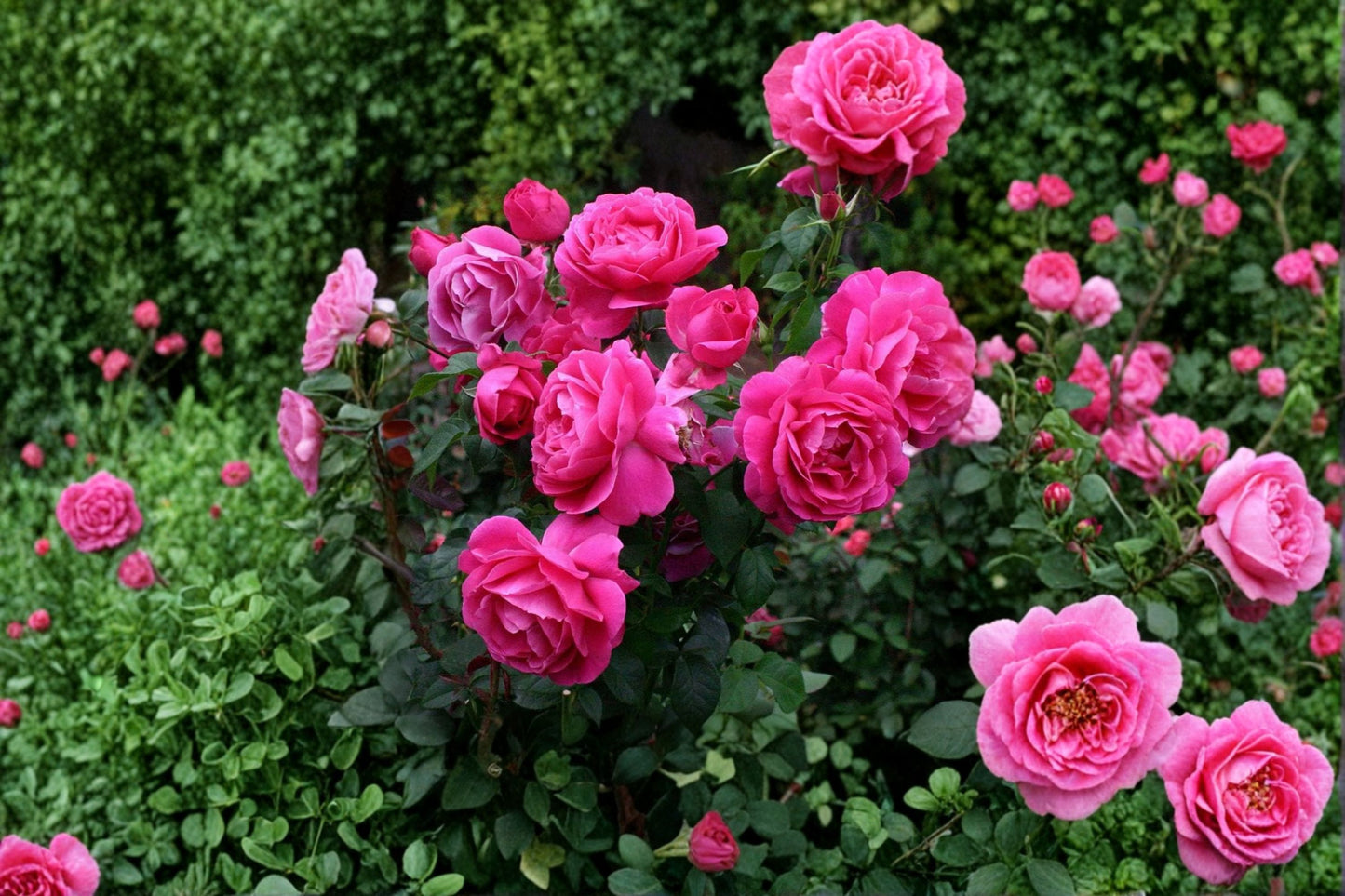 Grande Dame Deep Pink Rose Live Plant – 4–6" Tall – Rosa