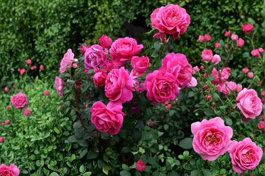 Grande Dame Deep Pink Rose Live Plant – 4–6" Tall – Rosa