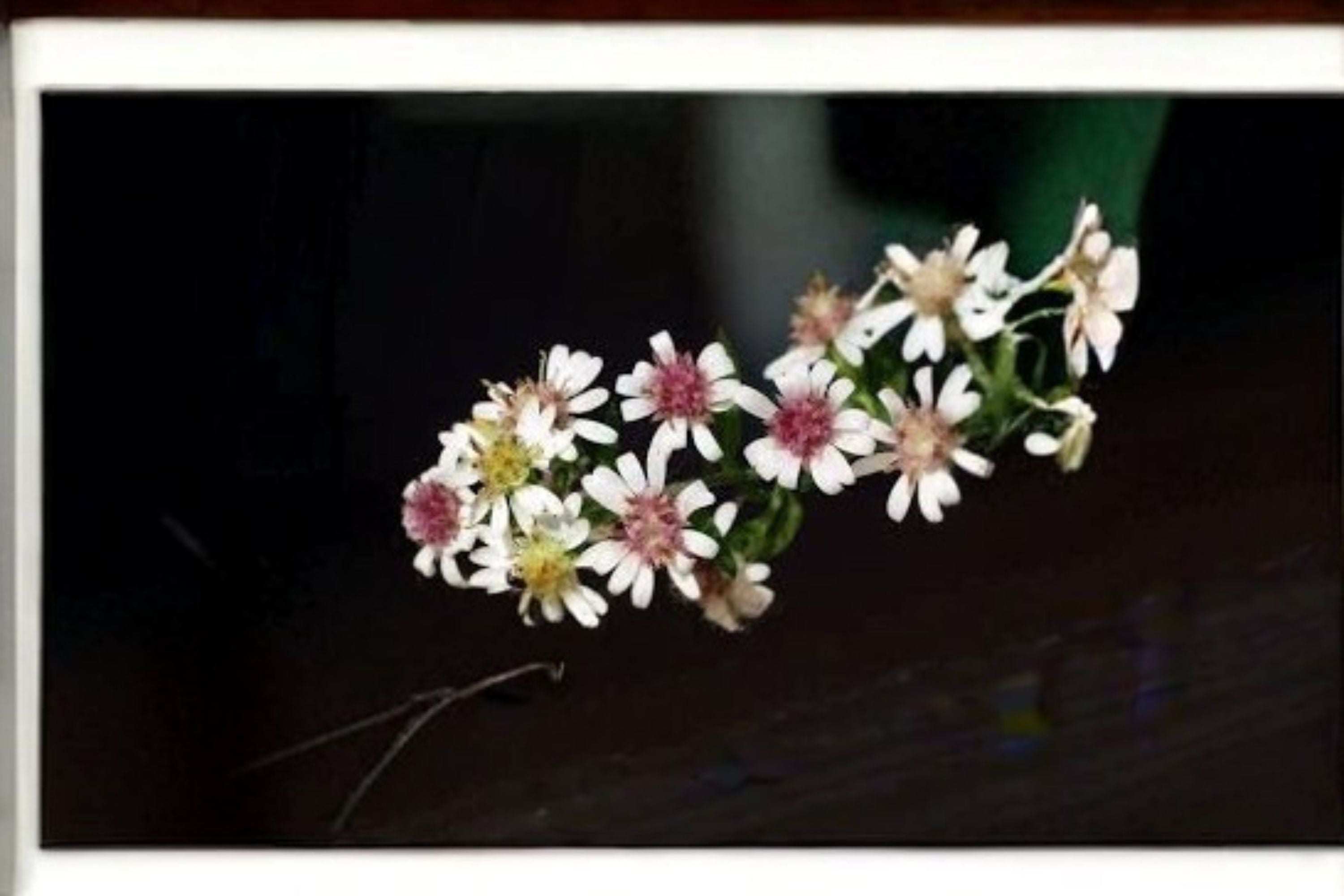 Calico Aster Seeds Symphyotrichum lateriflorum White Woodland Wildflower Seeds Native Garden Planting 100 Seeds