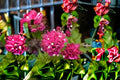 Torch Glow Bougainvillea 1 Plant – Bougainvillea ‘Torch Glow’
