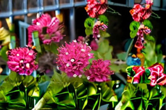 Torch Glow Bougainvillea 1 Plant – Bougainvillea ‘Torch Glow’