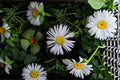 Swamp Aster Seeds Symphyotrichum Puniceum Purple Wildflower Perennial Garden Moist Soil Meadow Plant 100 Seeds
