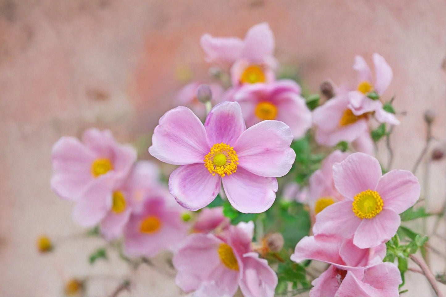 Pink Japanese Anemone 'Robustissima' Bare Root Live Plant – Anemone tomentosa