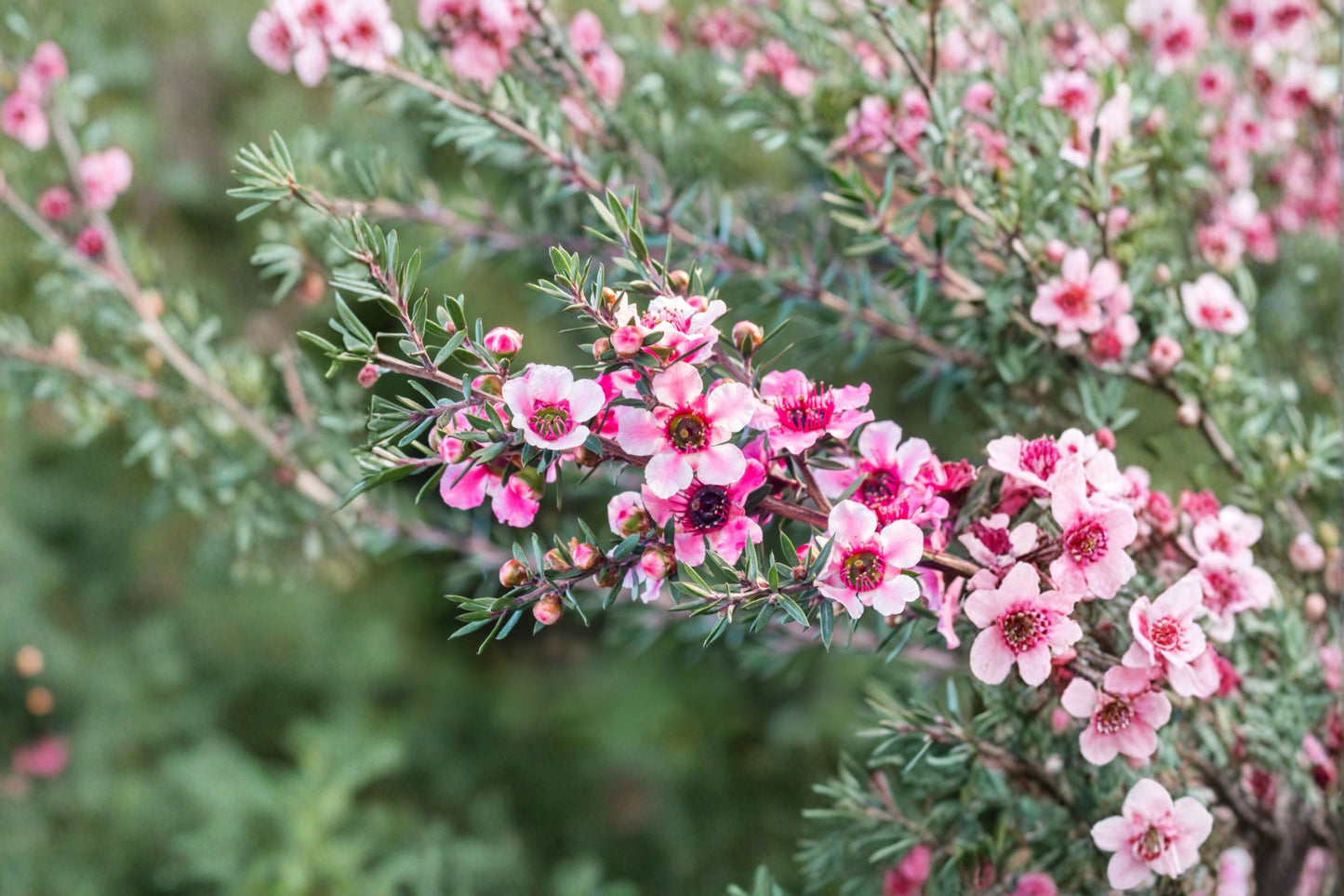 New Zealand Manuka Tea Tree Live Plant – 5–7" Tall – Leptospermum scoparium