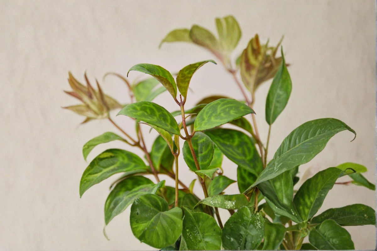 Black Pagoda Lipstick Plant Live | Trailing Houseplant | 6 Inch Pot | Aeschynanthus Black Pagoda | Indoor Tropical Plant