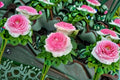 Ice Cream Rose Live Plant – Easy Care Repeat Blooming Rose