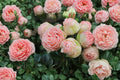 Charming Piano Rose Live Plant – Fragrant Repeat Blooming Rose
