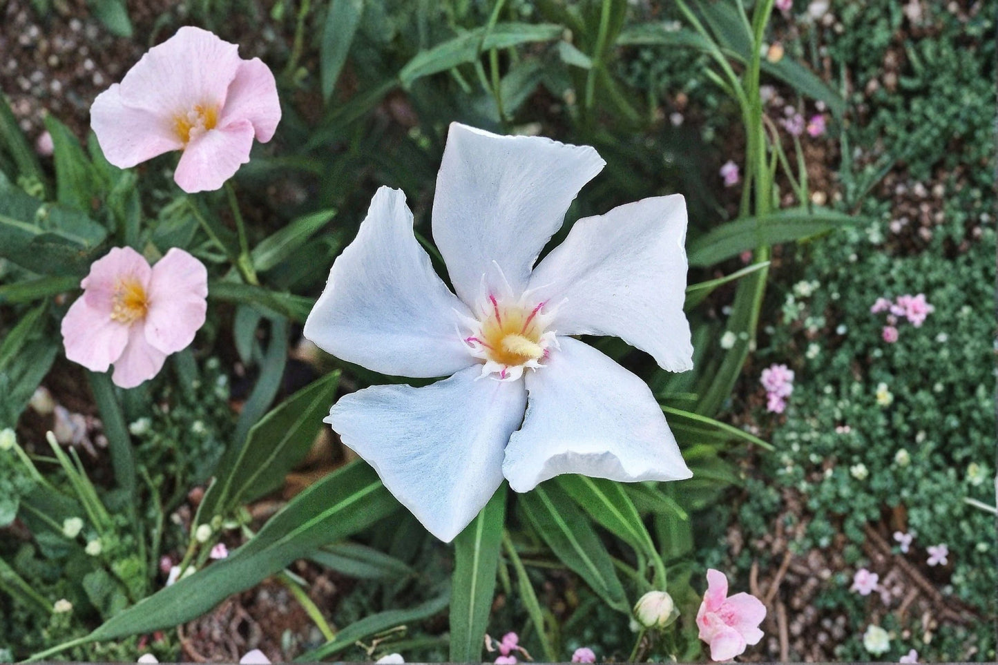 White Oleander Live Cuttings – 7 Pack – 6" Unrooted – Nerium oleander