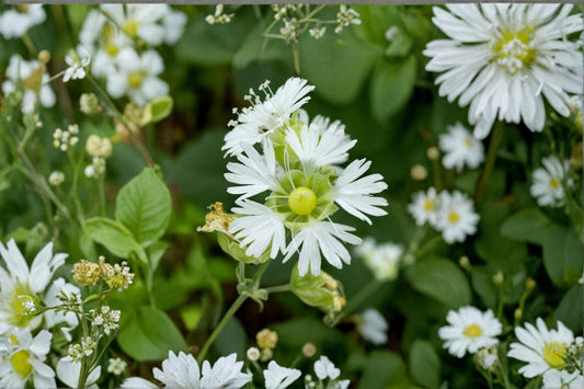 Starry Campion Seeds Silene stellata White Wildflower Seeds Native Perennial Garden Flower Planting 100 Seeds