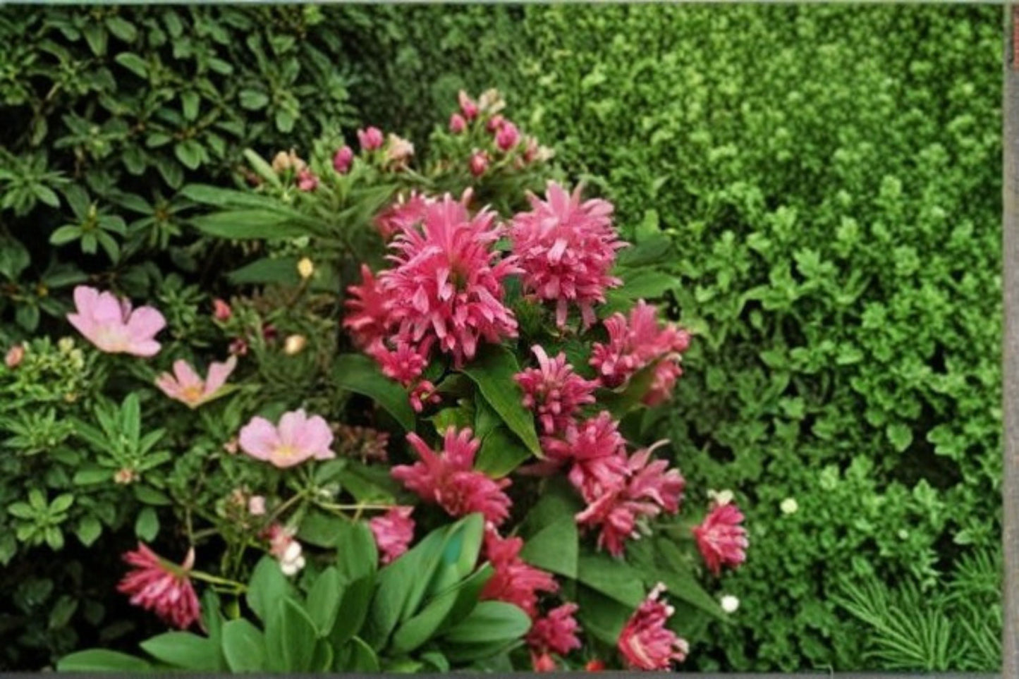 Pink Flamingo Justicia carnea Live Starter Plant – Brazilian Plume Jacobinia
