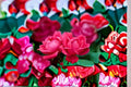 Knock Out Red Rose 3 Cuttings – Rosa ‘Knock Out’