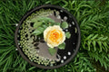 Butter Cup Rose Live Plant – Repeat Blooming Cut Rose