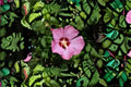 Aphrodite Rose of Sharon 2 Live Plants – Pink Hibiscus syriacus