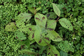 Persicaria virginiana - Woodland Knotweed - Virginia Knotweed / Polygonum virginianum / Jumpseed.