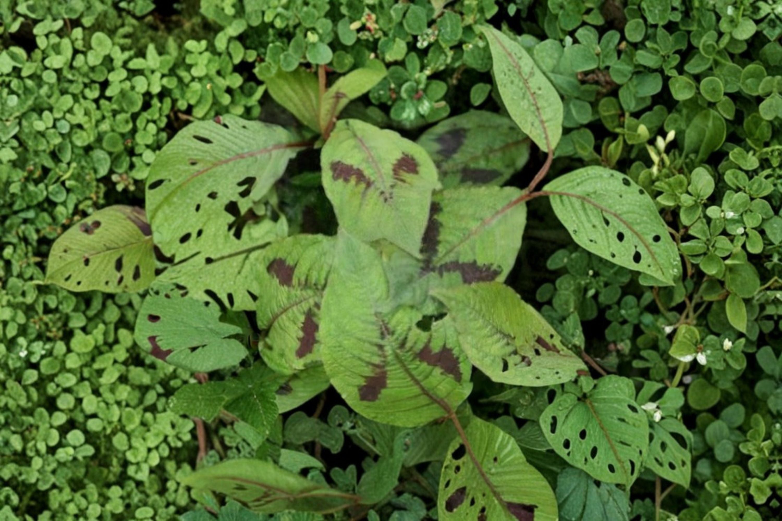 Persicaria virginiana - Woodland Knotweed - Virginia Knotweed / Polygonum virginianum / Jumpseed.