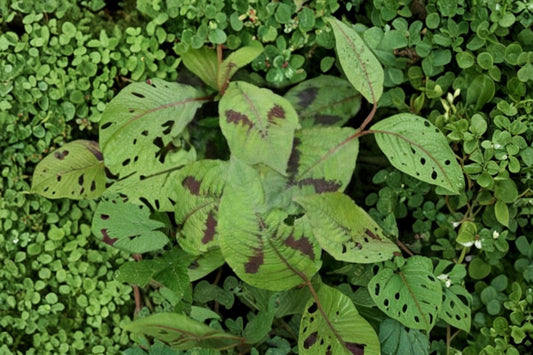 Persicaria virginiana - Woodland Knotweed - Virginia Knotweed / Polygonum virginianum / Jumpseed.