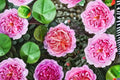 Eisvogel Rose Live Plant – Fragrant German Nostalgia Rose